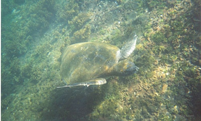turtle snorkeling snorkel Tagus underwater
